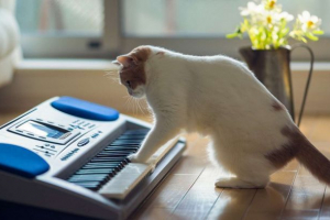 Написана унікальна музика, здатна робити кішки ласкаві Написана унікальна музика, здатна робити кішки ласкаві